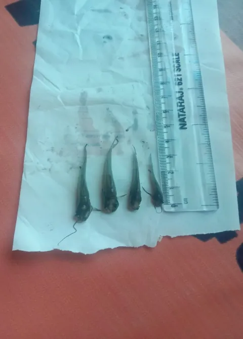 Tengra fingerlings laid beside a ruler to be measured