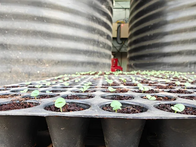 Basil seedlings sprouting in black propagation trays between two corrugated water tanks at Rucon Hydroponics