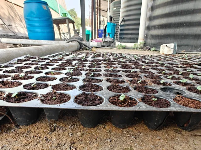 A propagation tray of basil seedlings at Rucon Hydroponics, with water tanks and pipework behind